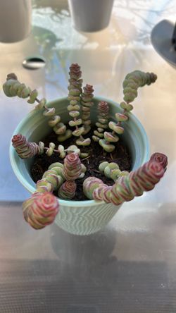 Succulent Plant