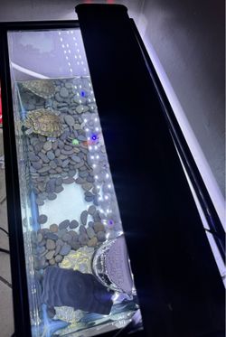 Female turtle