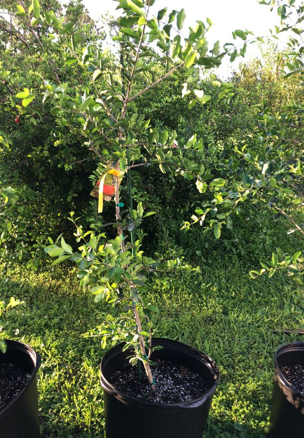 Barbados cherry tree for Sale in Lehigh Acres, FL OfferUp