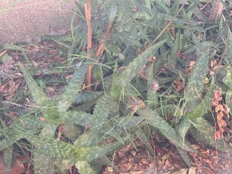 Star aloe plants
