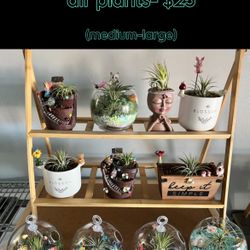 Air Plants (hanging terrariums & cute pots)