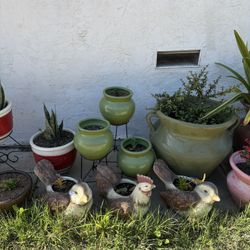 Pots With Plants In Offers The Highest Price $45