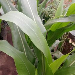 Milpa Y Hoja
