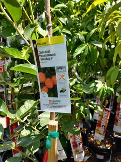 Oriental Persimmon 'Hachiya
