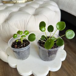 🍀 Chinese Money Plant- 3 sizes available