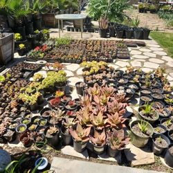 Summer Plant Sale
