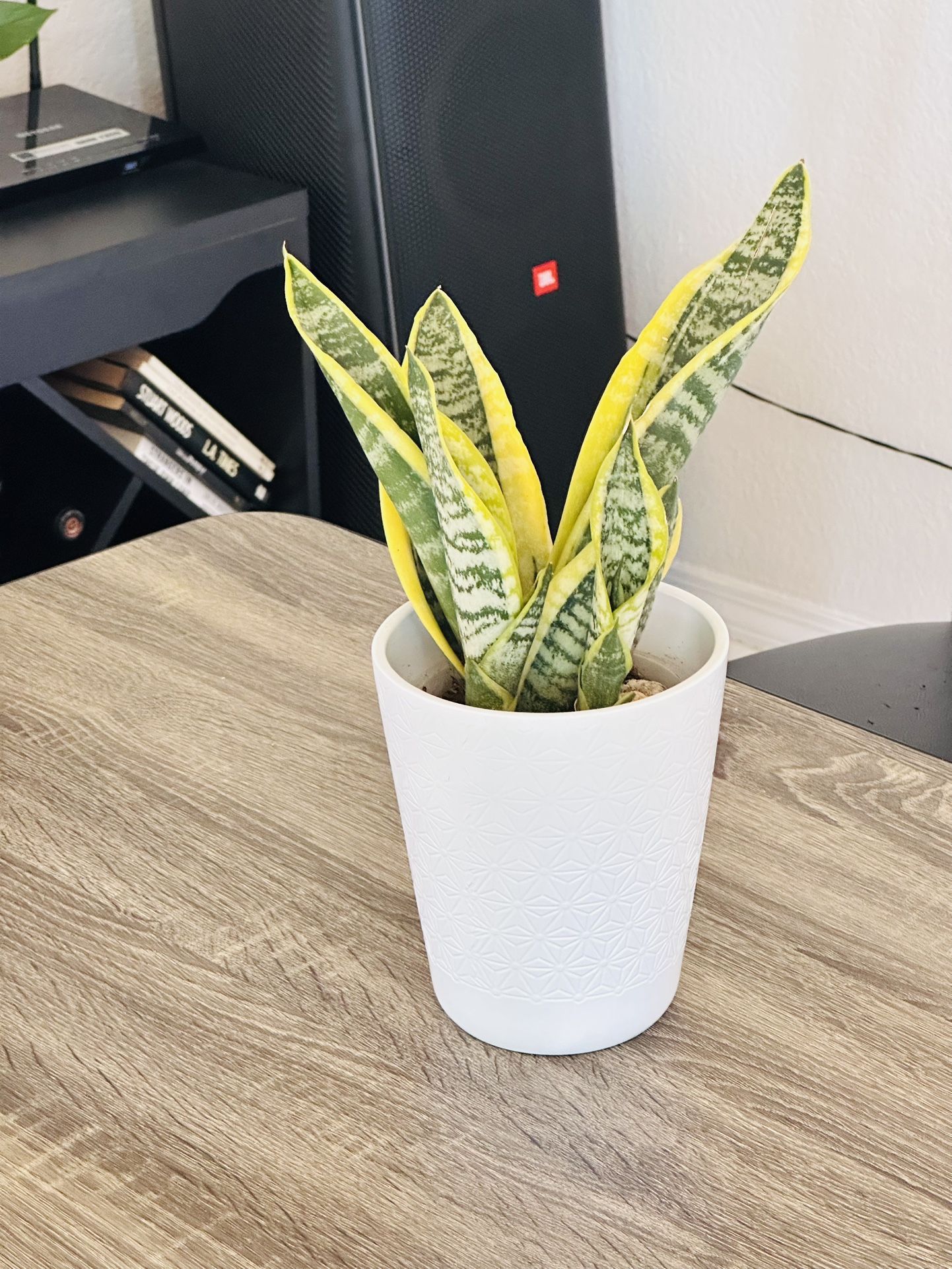 A White Ceramic Pot With Sensevieria Plant