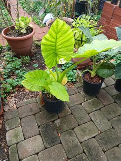 Mekong Giant elephant ear