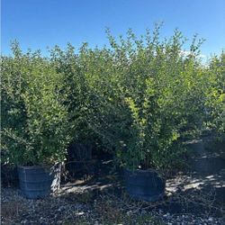 Barbados cherry  huge plants available  over 6 feet tall  for Hedge or tree edible  fruit 