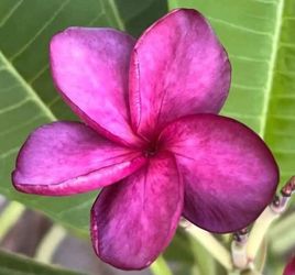 Indigo sky rooted potted plumeria 17" from soil line. 3 tips