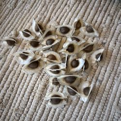 25 FRESH Moringa Oleifera Tree Seeds for Planting - Fast Growing