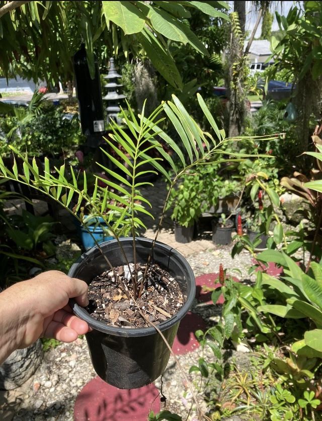 5” Coontie Plants, Atala Butterfly Host Plant-$10 Each