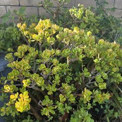 Jade Plant Succulant