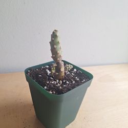 Pinecone Cactus Tephorocactus Plant 3in Planter
