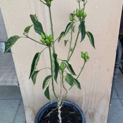 Chili Plant