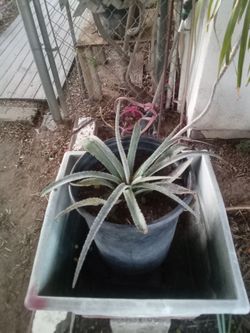 Rare Spotted Aloe Plant 🌵 Easy Care • Unique Look • Low Water
Aloe Exótico con Manchas 🌵