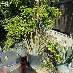 Huge Aloe Real Plant With Flowers