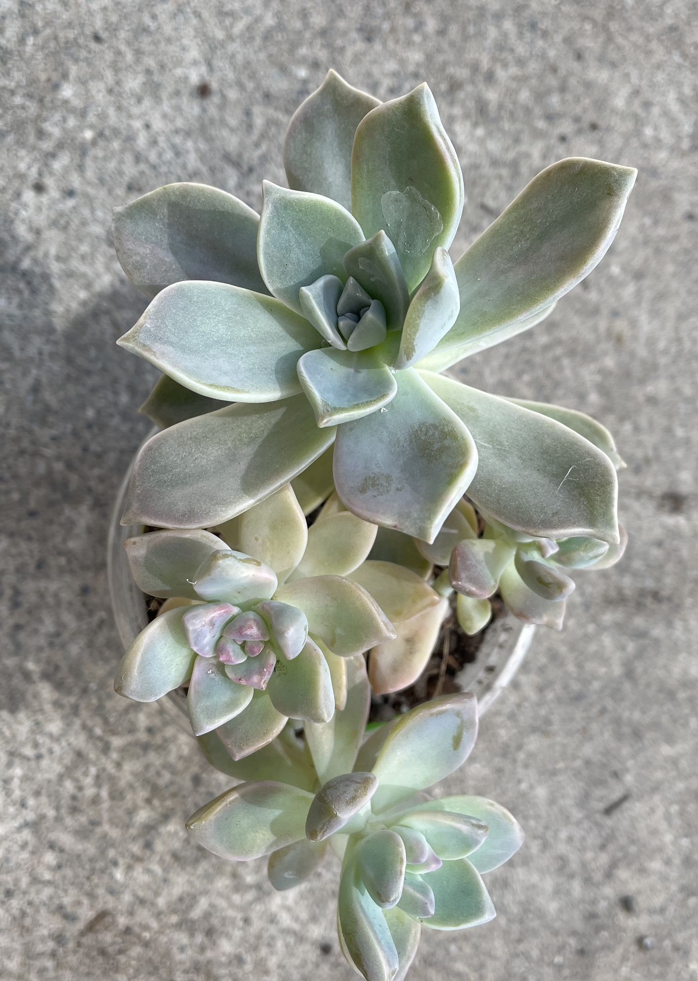 Ghost Plant Succulent 