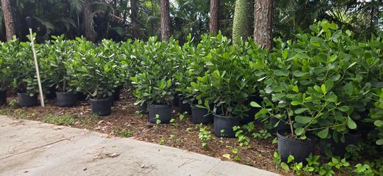 Clusia plants privacy hedges