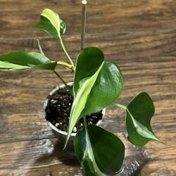 Pothos Plant Semi Rooted Cutting