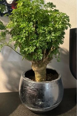 Potted Ming Aralia Stump