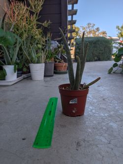 Aloe Plant 2