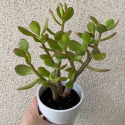 Beautiful Lucky Jade Plant With Pot