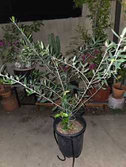 Olive tree