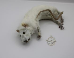 Taxidermy rat