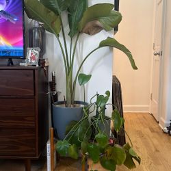 House Plants: Monstera & Bird Of Paradise