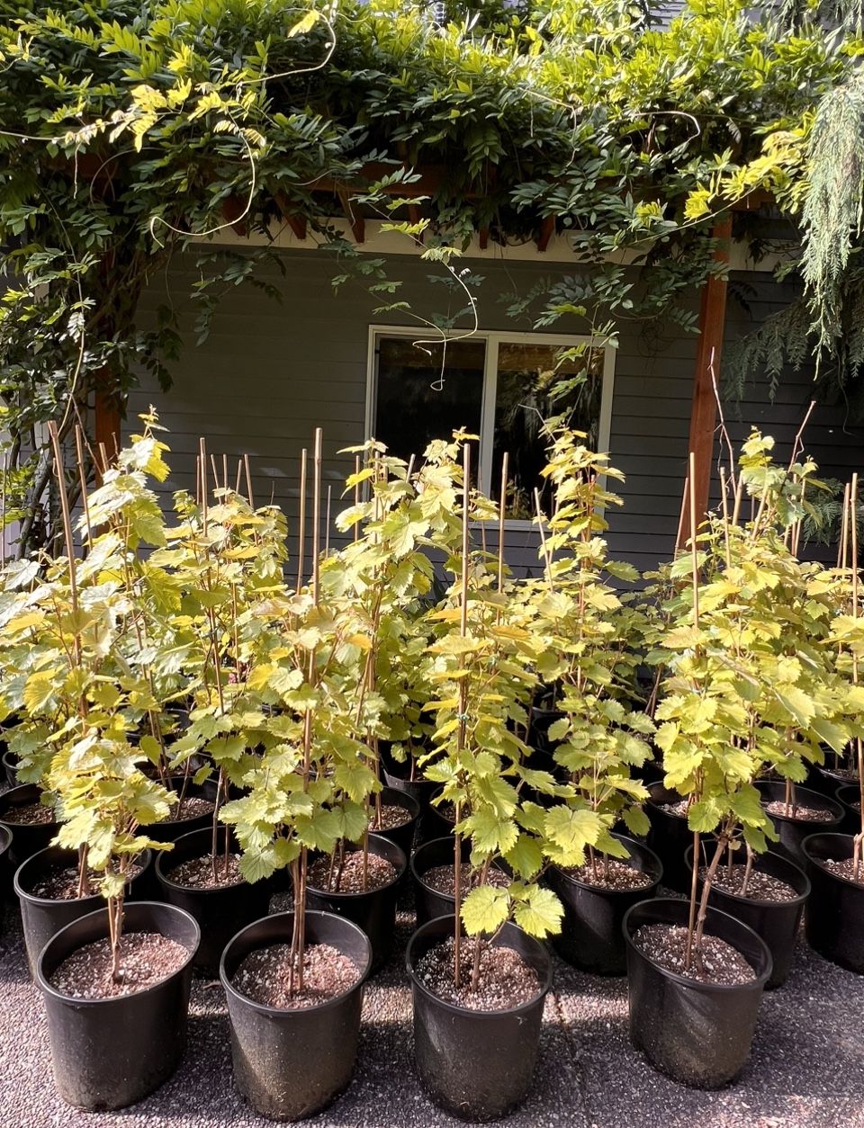 Malbec grape plants π