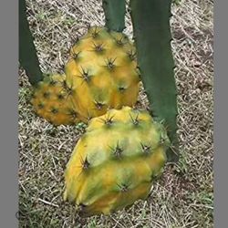 Colomban Yellow Dragon Fruit Seedling Plant