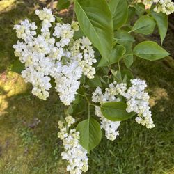 Spectacular White Lilac Young Well Established Tree.