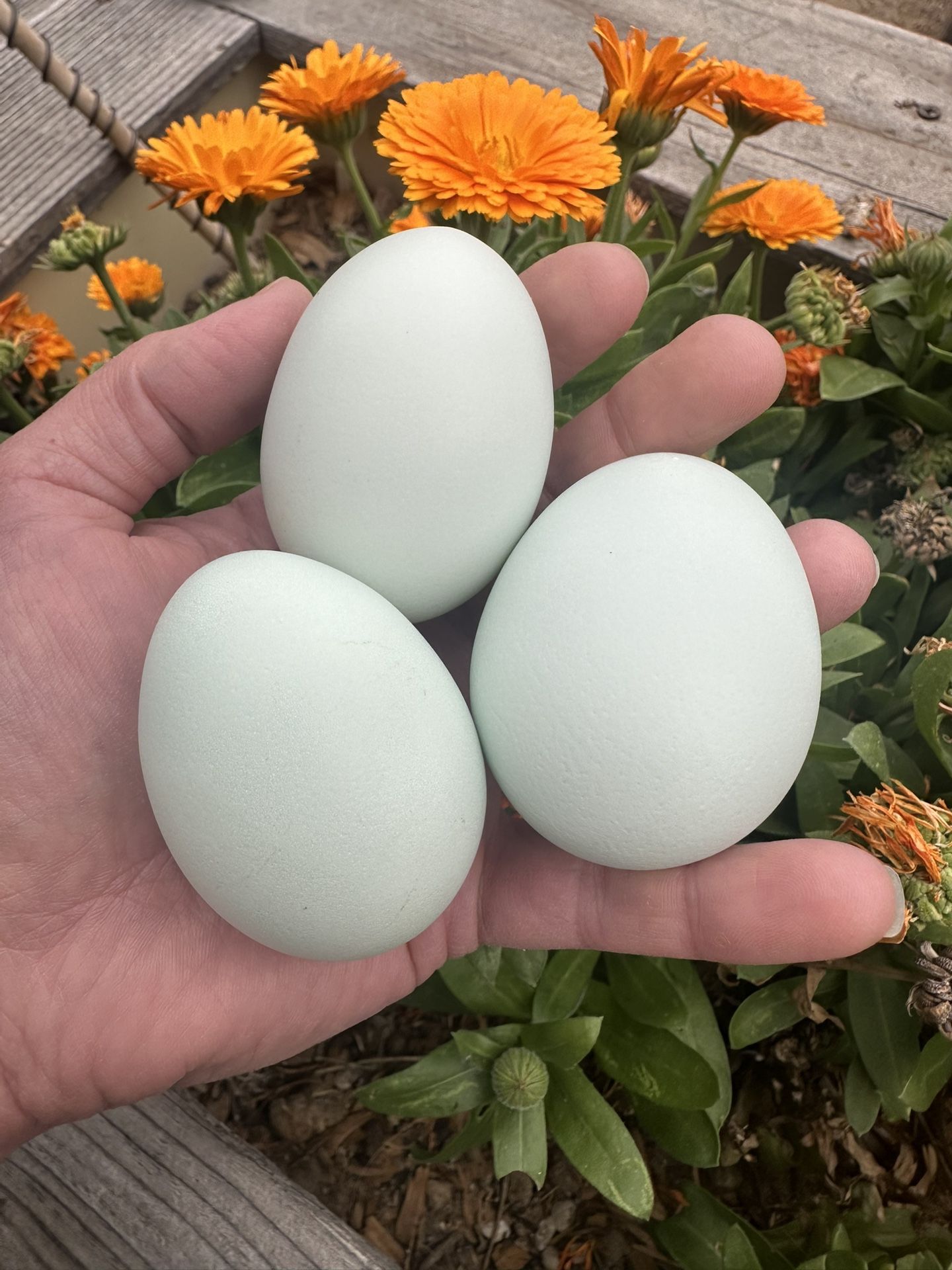 Hatching Eggs
