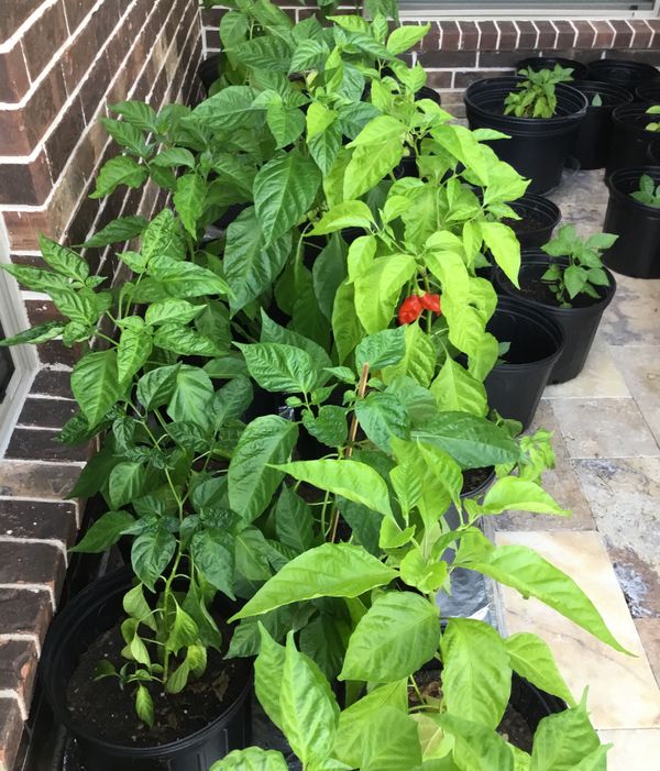 Trinidad Pimento Peppers For Sale for Sale in Manvel, TX OfferUp