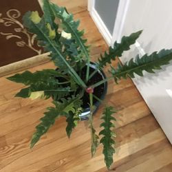 Plant