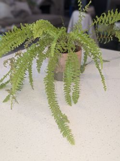 Boston Fern in Ceramic Pot