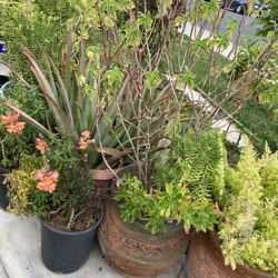 Flower Pots And Succulents 