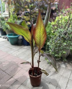 Tropical Cannas Plant