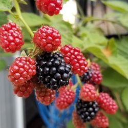 2 Giant Blackberry Rootball 