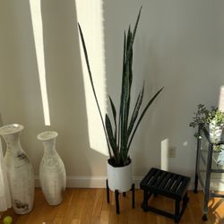 Beautiful Tall Snake Plant 