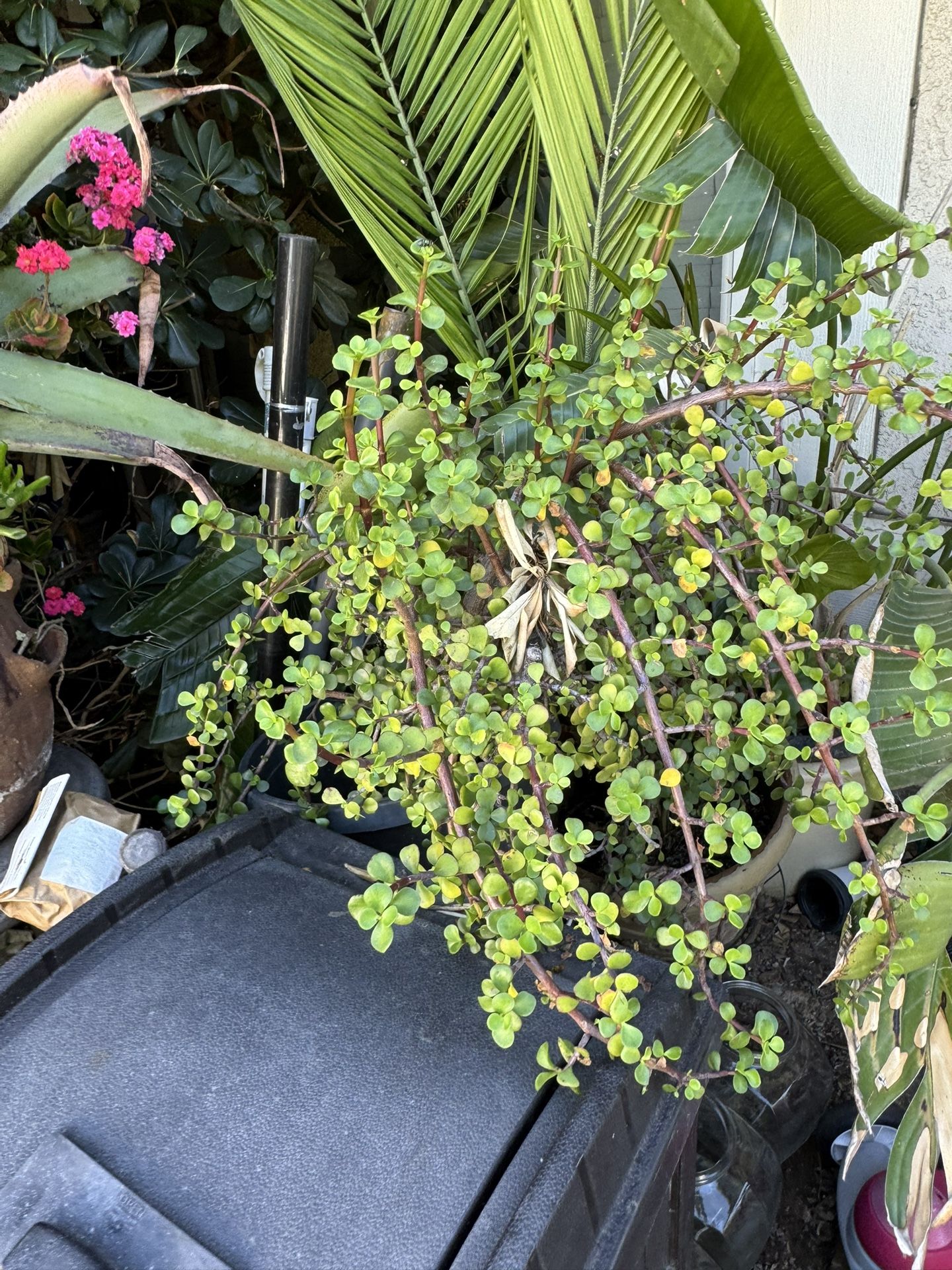 5 Gal Elephant bush, Portulacaria afra, Jade plant -