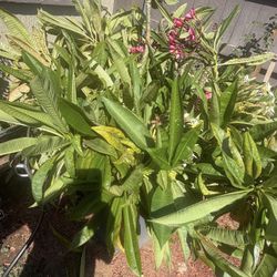 Hawaiian Plumeria Cut 