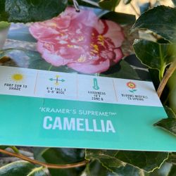 Camelia 