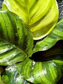 4” Calathea Fasciata 💚🖤💚