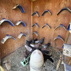 Blue Roller Pigeon Stands