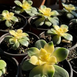 Succulents Plants 4”pot