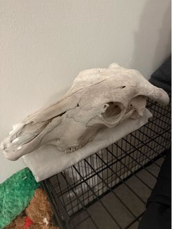 Cow skull with horns