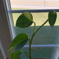 Golden Pothos Cuttings