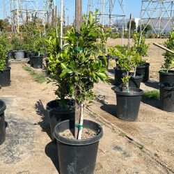 Ficus plant